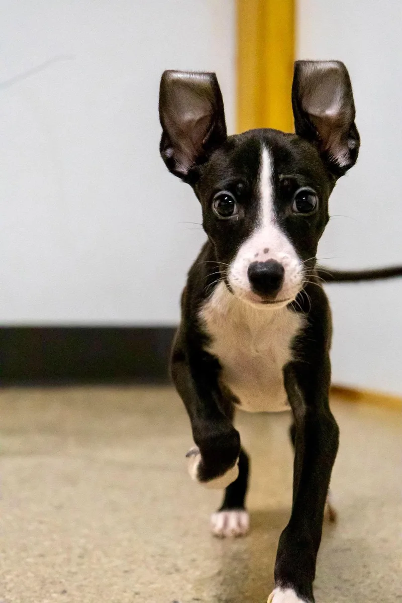 A baby small-sized female Whippet dog named Wigglytuff for adoption in Valparaiso, IN