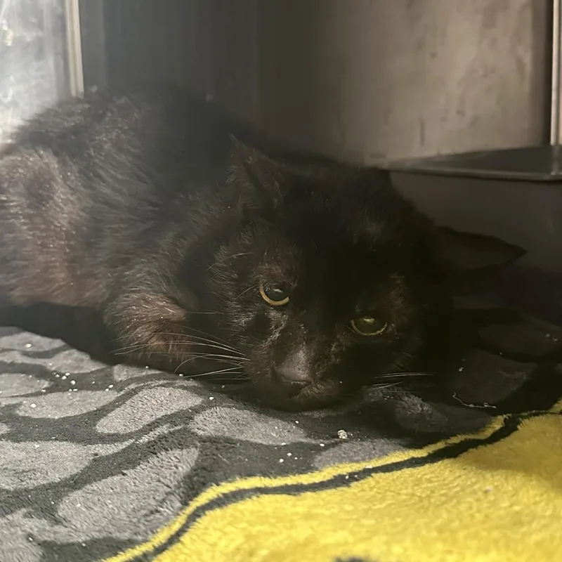 A senior large-sized male Black Domestic Short Hair cat named George Michael for adoption in Austin, TX