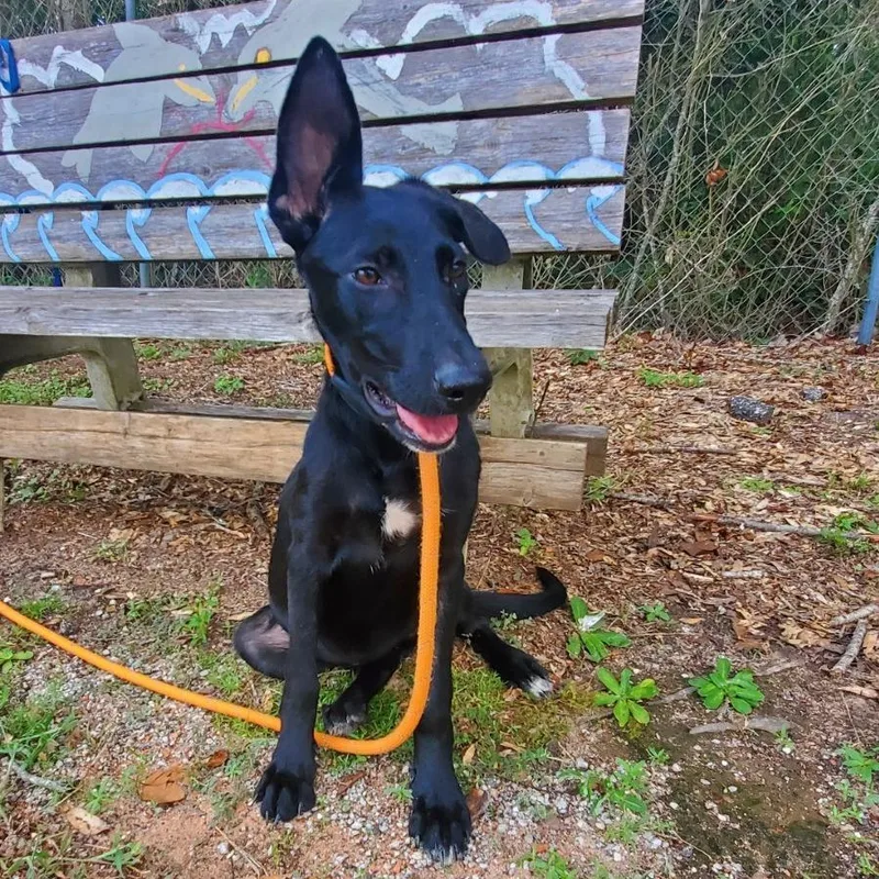 A baby medium-sized female Black Mixed Breed dog named Cypress for adoption in Milton, FL
