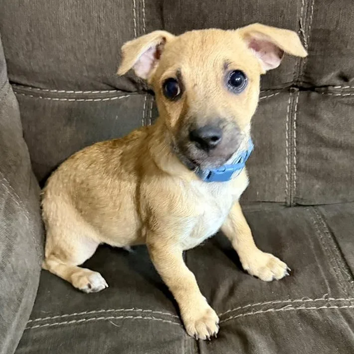 A young small-sized male Maltese dog named Ankle for adoption in Racine, WI