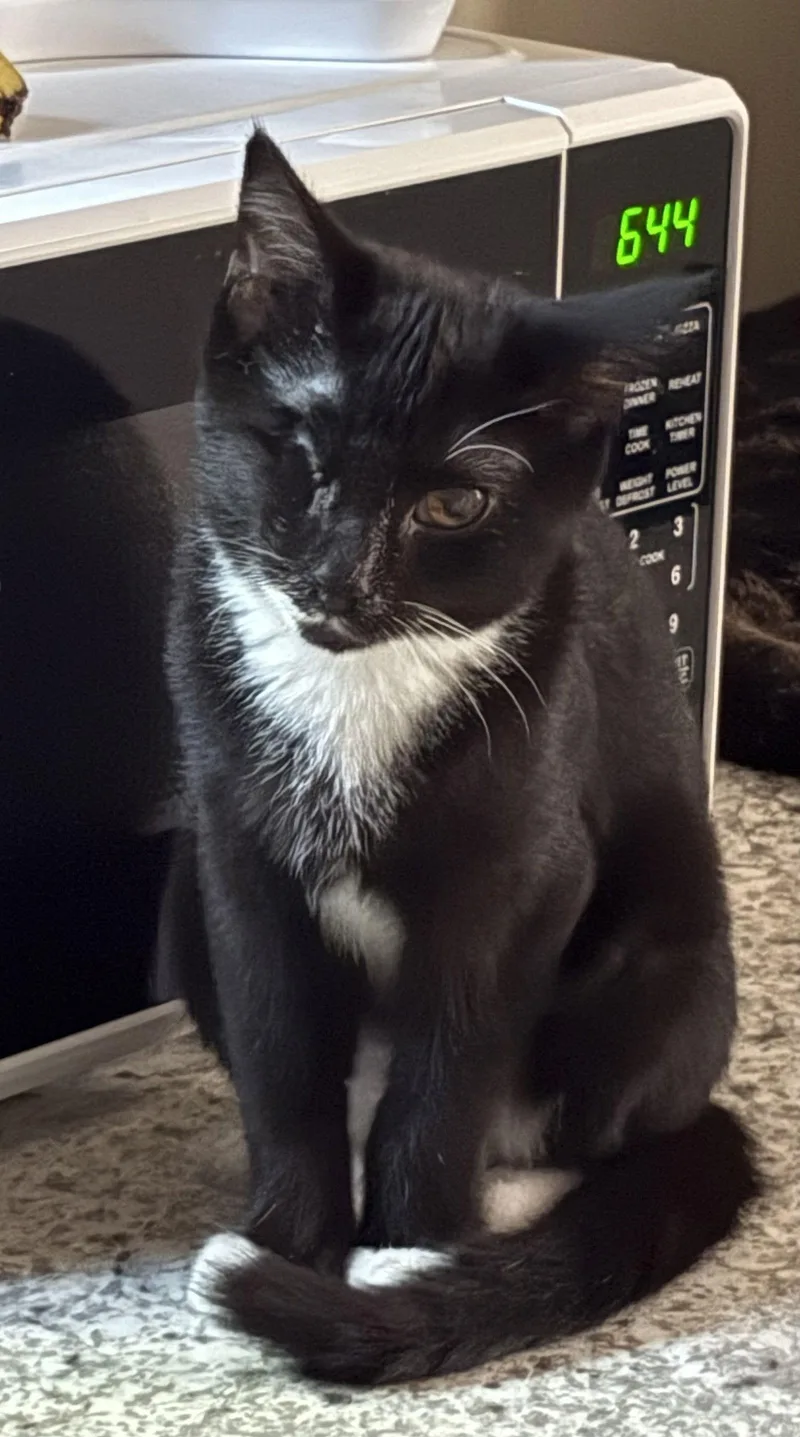 A baby medium-sized female Tuxedo cat named Audrey for adoption in Northfield, OH
