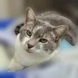 An adult extra large-sized male White Domestic Short Hair cat named Everest for adoption in Portsmouth, OH