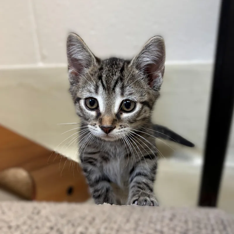 A baby medium-sized male Tabby (Brown / Chocolate) Domestic Short Hair cat named Spark Plug for adoption in Columbia, MD