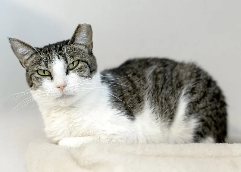 A young medium-sized female Tabby cat named Sriracha for adoption in Buford, GA