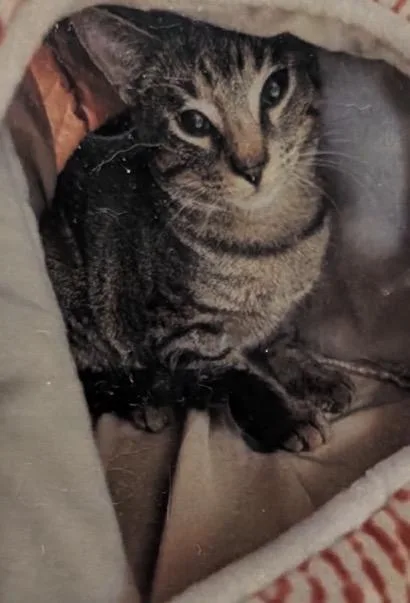 An adult small-sized male Domestic Short Hair cat named Taco for adoption in Daytona Beach, FL