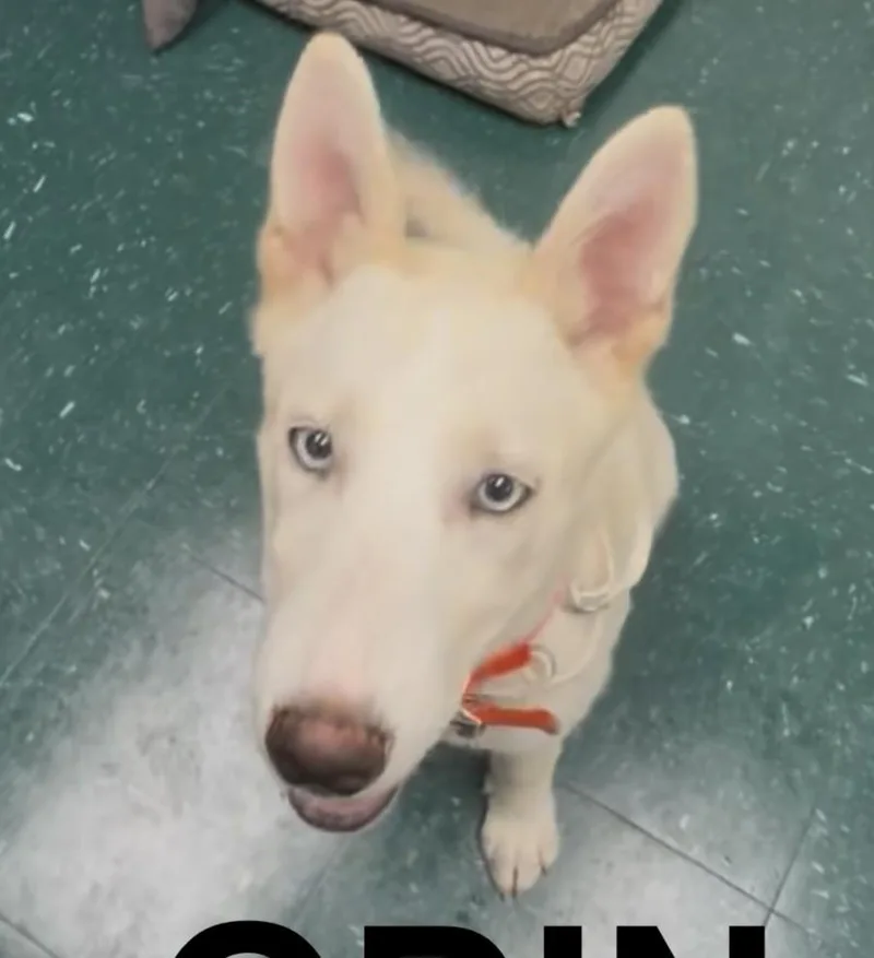 A baby medium-sized male White / Cream Siberian Husky dog named Odin for adoption in Norwalk, CT