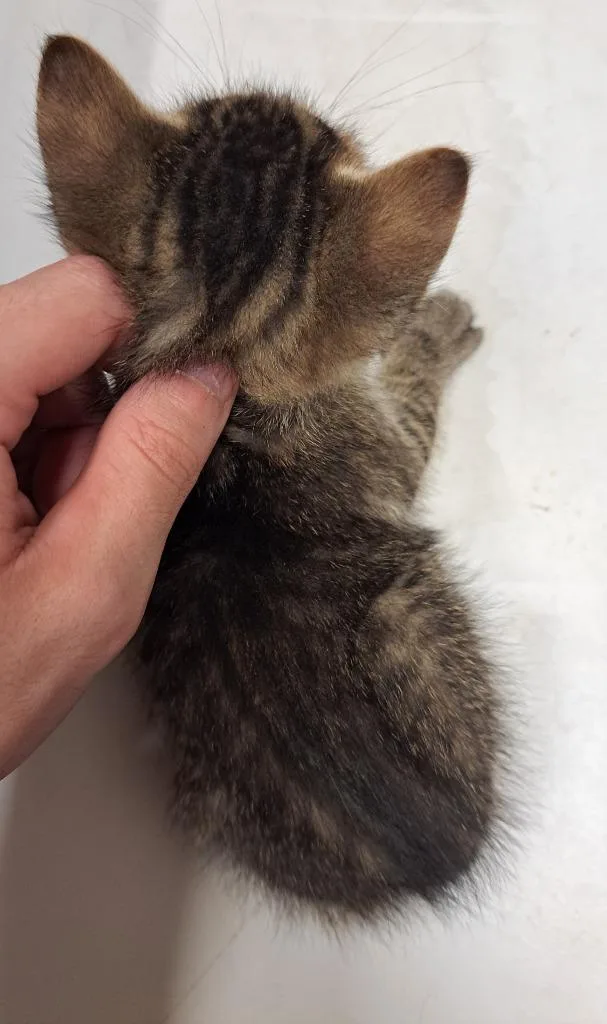 A baby small-sized female Domestic Short Hair cat named Blossom for adoption in Douglasville, GA