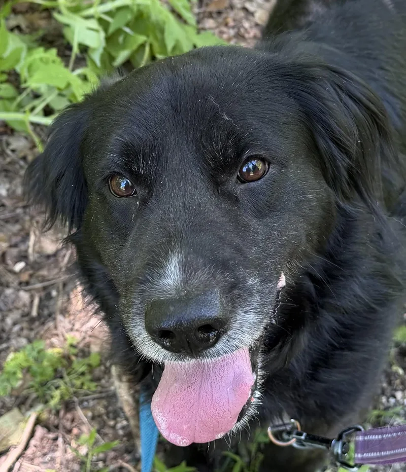 A senior large-sized male Black Newfoundland Dog named Mishka for adoption in Spencer, IN