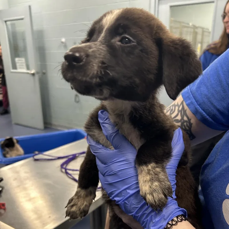 A baby small-sized female Black Mixed Breed dog named Sally Mae for adoption in Greensboro, NC