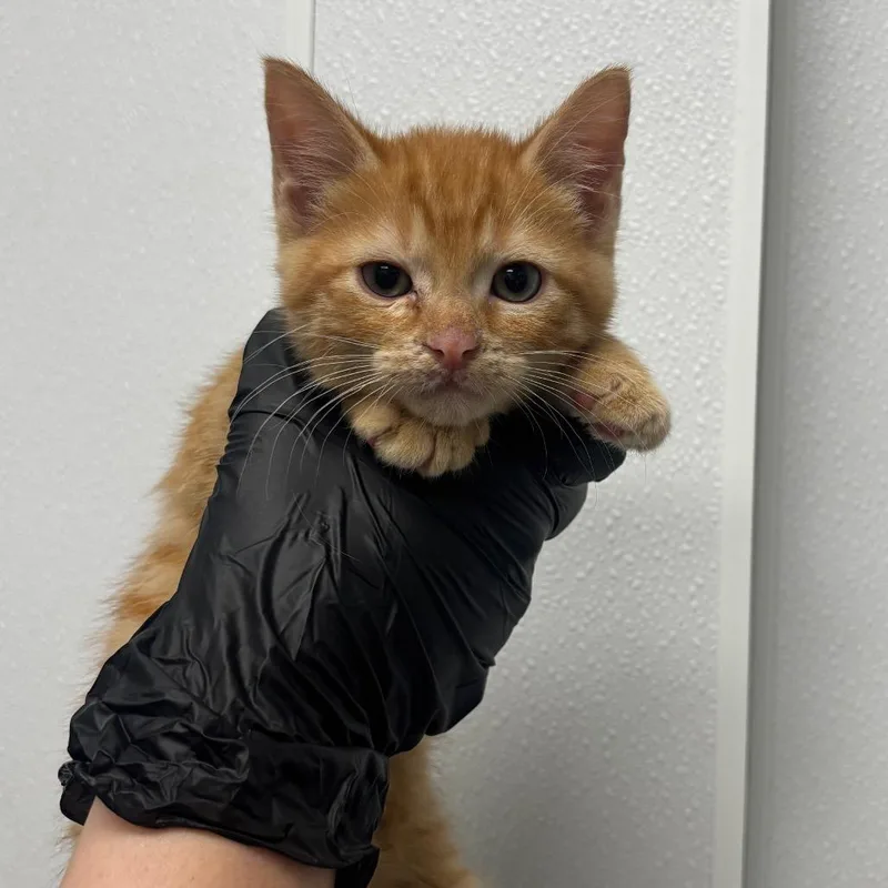 A baby small-sized male Orange / Red Domestic Short Hair cat named Calvin for adoption in Abilene, TX
