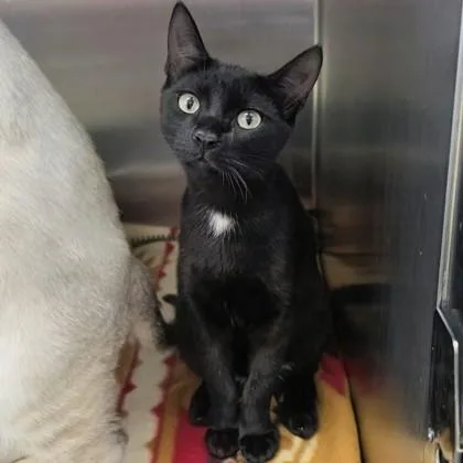 A young small-sized male Domestic Short Hair cat named Salamander for adoption in Beatrice, NE
