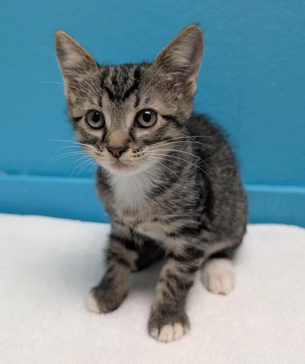 A baby small-sized female Domestic Short Hair cat named Ermes for adoption in Escondido, CA