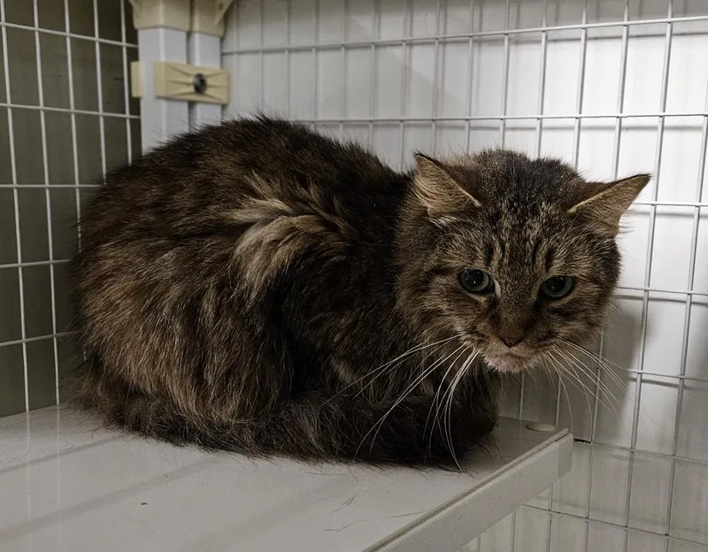 An adult medium-sized female Domestic Medium Hair cat named Kinder for adoption in Claremont, NH