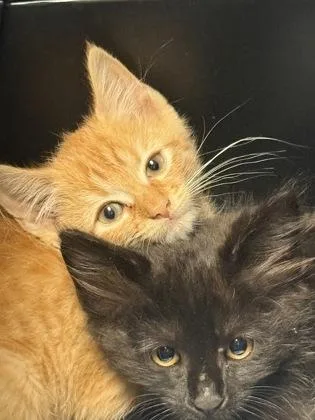 A baby small-sized male Domestic Short Hair cat named Firecracker for adoption in Lawrenceville, GA
