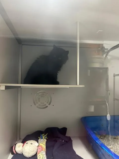 A baby small-sized female Black Domestic Long Hair cat named Feyre for adoption in Anoka, MN