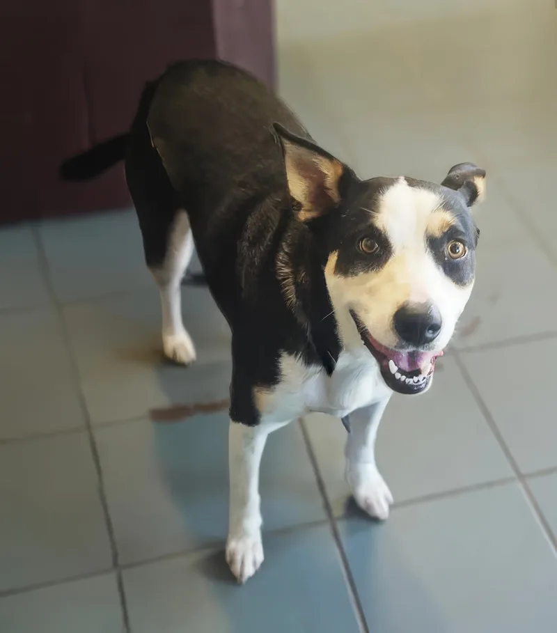 An adult medium-sized female Black Mixed Breed dog named Ricola for adoption in Nashville, TN