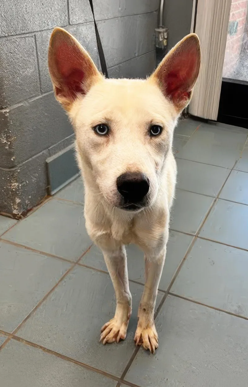 A young medium-sized male White / Cream Mixed Breed dog named Dak for adoption in Nashville, TN