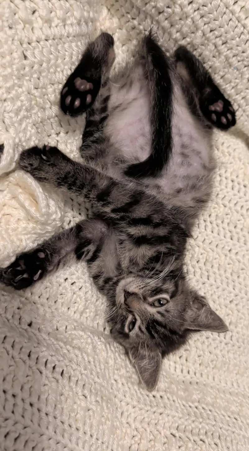 A baby medium-sized male Tabby cat named Bell for adoption in Mechanicsburg, PA