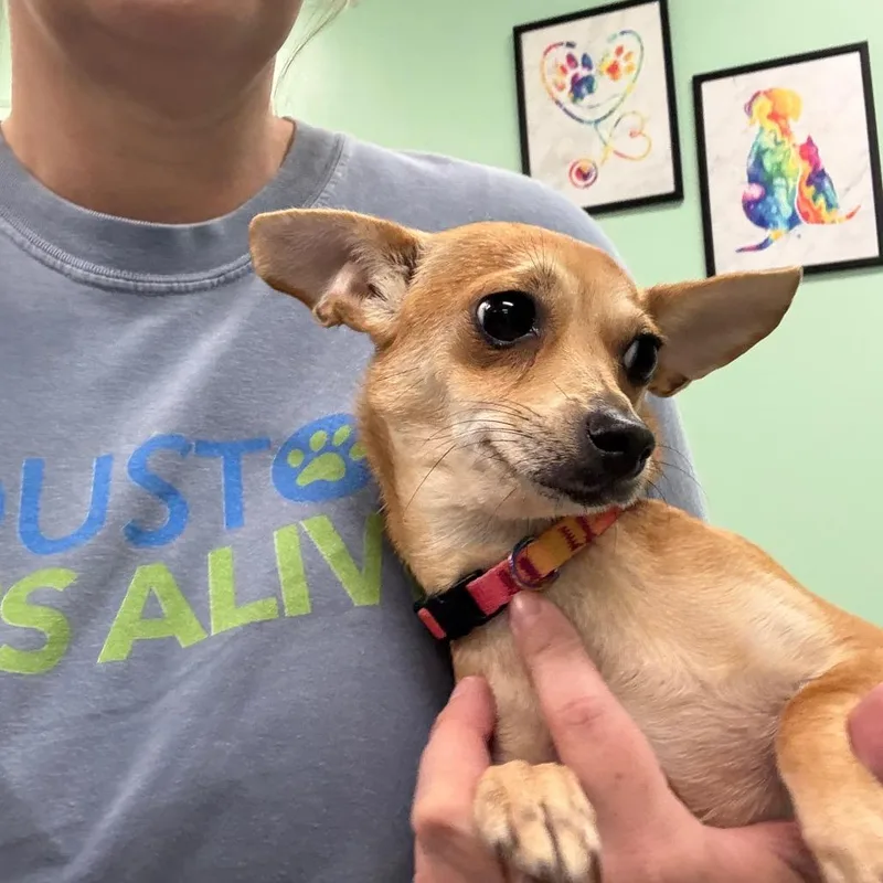 A young small-sized female Yellow / Tan / Blond / Fawn Chihuahua dog named Mel for adoption in Houston, TX