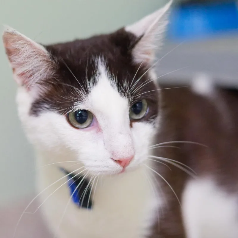 A baby medium-sized male Domestic Short Hair cat named Dolby for adoption in Hot Springs, AR