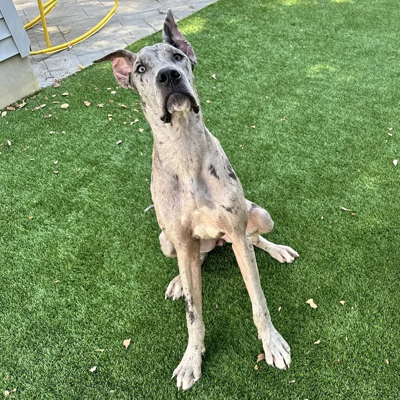 An adult extra large-sized female Great Dane dog named Regan for adoption in Berlin, NJ