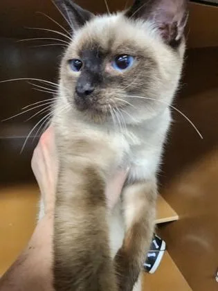 A baby medium-sized male Siamese cat named Huggy $ for adoption in Seneca, SC