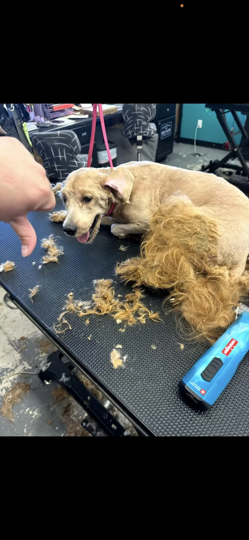 A young small-sized male Red / Chestnut / Orange Shih poo dog named Murphy for adoption in Saint Louis, MO