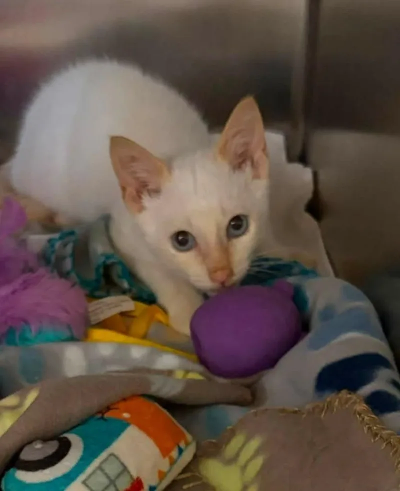 A baby small-sized male Domestic Short Hair cat named Lil Bump for adoption in Sebastian, FL