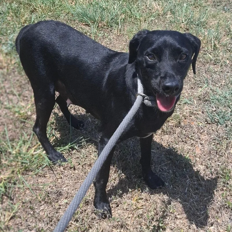An adult medium-sized female Black Labrador Retriever dog named Luella for adoption in Corpus Christi, TX