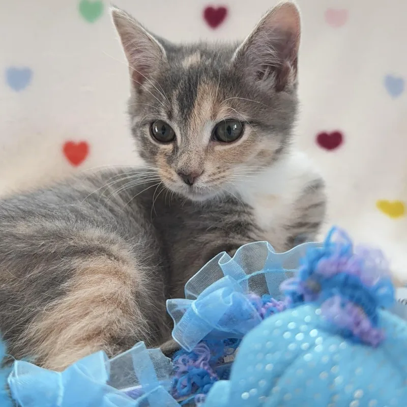 A baby small-sized female Gray / Blue / Silver Domestic Short Hair cat named Ella for adoption in Richmond, VA