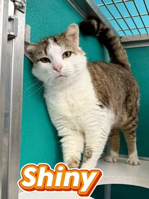 An adult large-sized female White Domestic Short Hair cat named Shiny for adoption in Comfort, TX