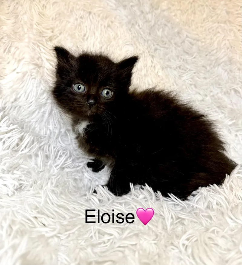 Eloise