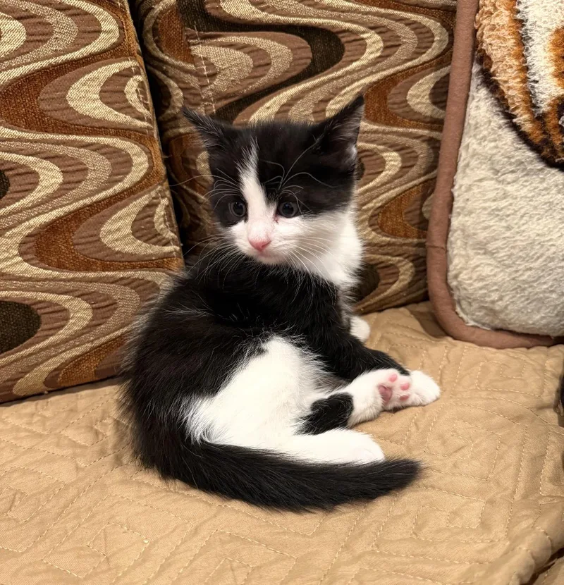 A baby small-sized male Black & White / Tuxedo Domestic Medium Hair cat named Reggie And Nepeta for adoption in Staten Island, NY
