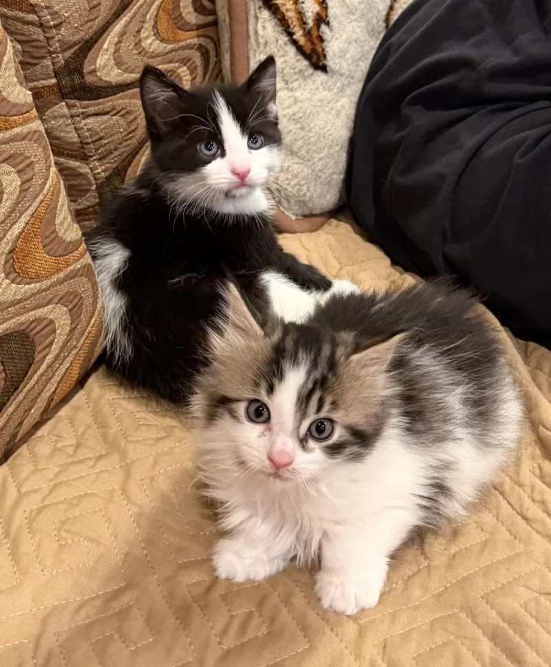 Reggie And Nepeta thumbnail 4