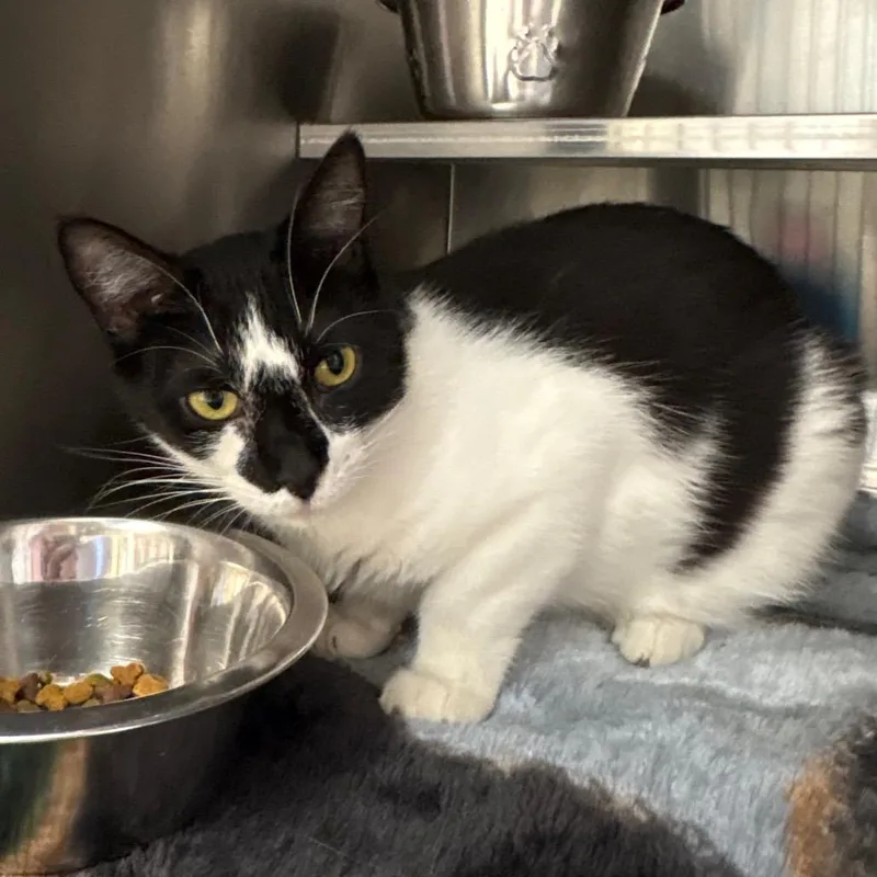 An adult medium-sized female Black Domestic Short Hair cat named Chevy for adoption in Springfield, IL