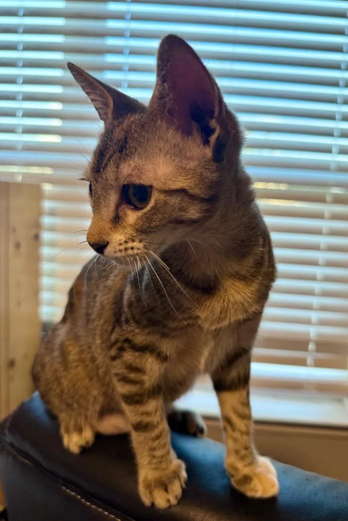 A baby medium-sized female Domestic Short Hair cat named Sundew for adoption in New Braunfels, TX