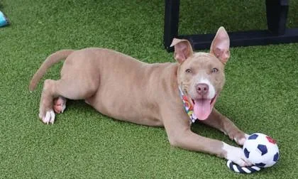 A young medium-sized male Mixed Breed dog named Chainz for adoption in Athens, GA