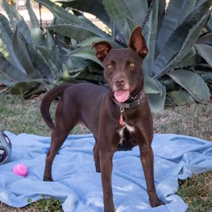 An adult medium-sized female Black Retriever dog named Nova for adoption in La Grange, TX