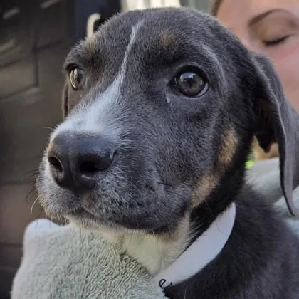 A baby small-sized female Mixed Breed dog named Paige for adoption in Voorhees, NJ