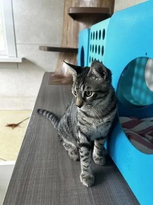A baby small-sized male Domestic Short Hair cat named Percy for adoption in Honolulu, HI