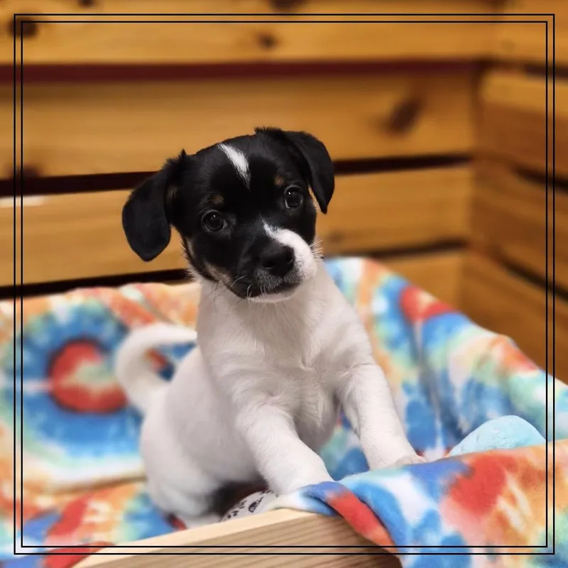 A baby small-sized female Mixed Breed dog named Queen for adoption in Woodstock, IL