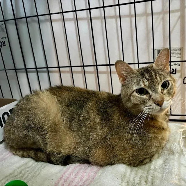 An adult medium-sized female Tabby (Brown / Chocolate) Domestic Short Hair cat named Ella for adoption in Bethlehem, PA