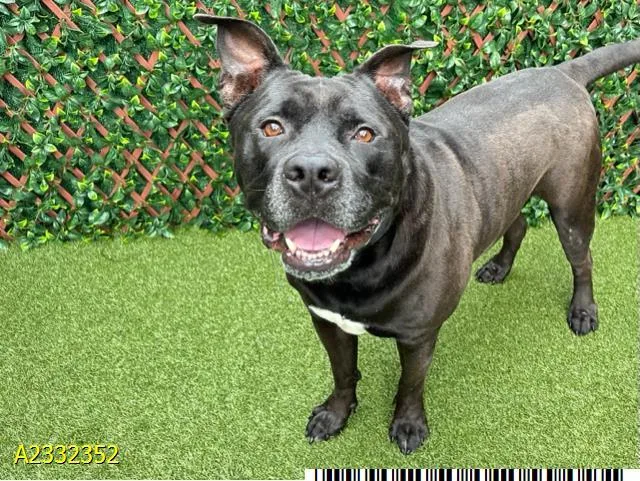 An adult large-sized male Mixed Breed dog named Hefty Jeffrey for adoption in West Palm Beach, FL