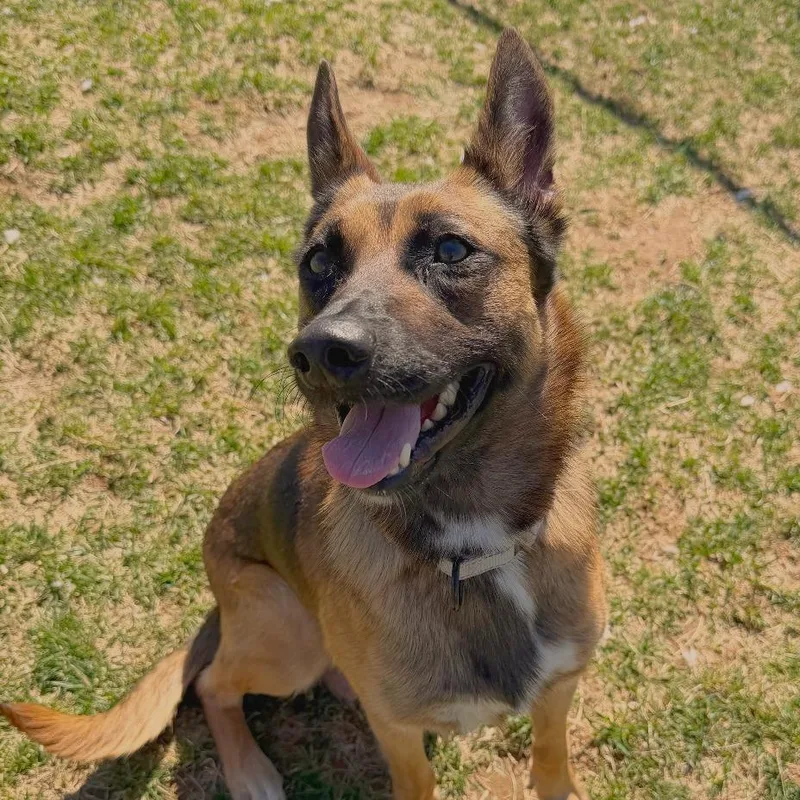 A senior medium-sized female Brown / Chocolate Shepherd dog named Willow for adoption in Harrisonburg, VA