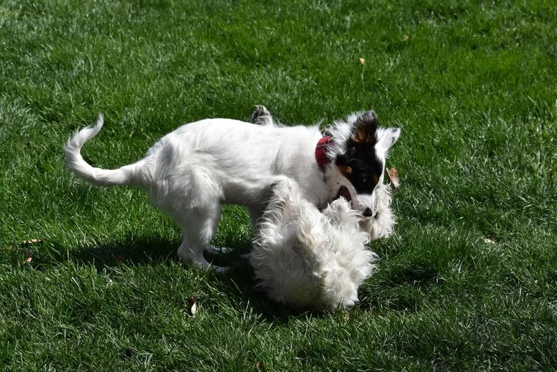 Daisey Mae thumbnail 2