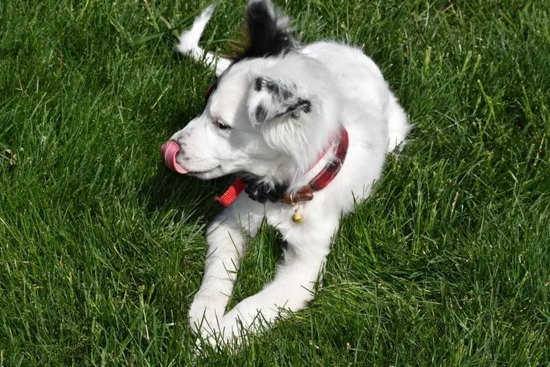Daisey Mae thumbnail 3