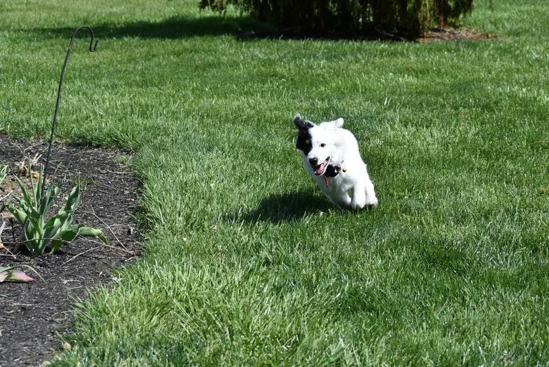 Daisey Mae thumbnail 4