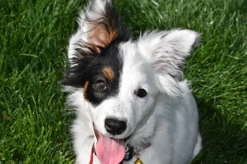 Daisey Mae thumbnail 6