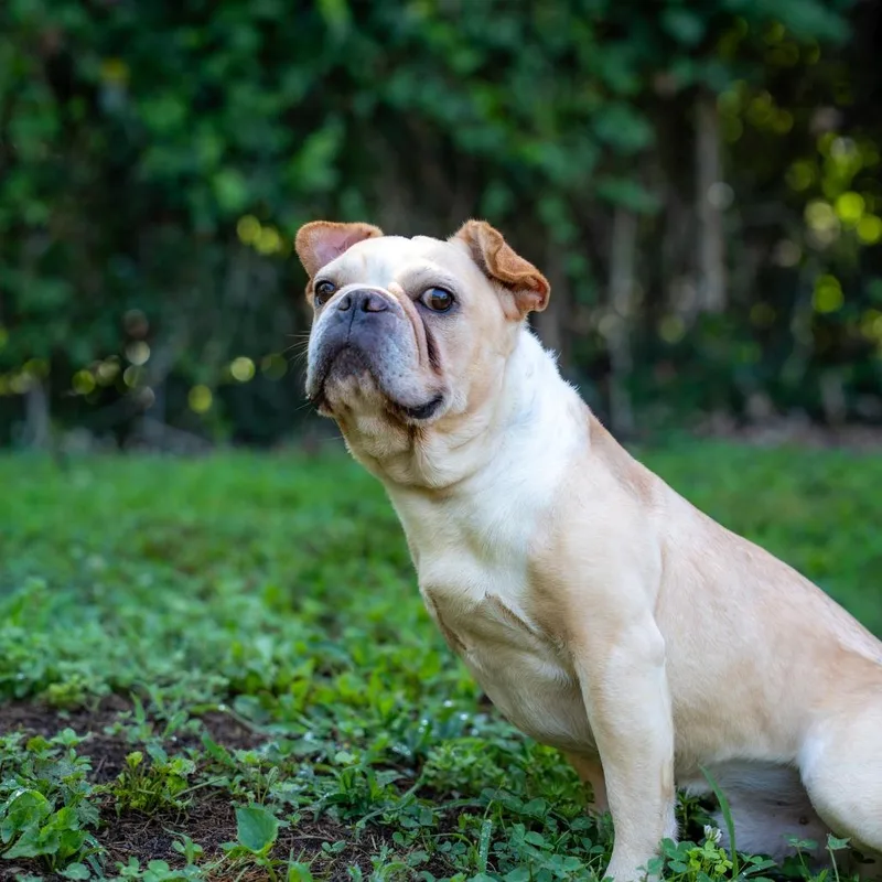 An adult medium-sized male Yellow / Tan / Blond / Fawn French Bulldog dog named Wally for adoption in Gainesville, GA