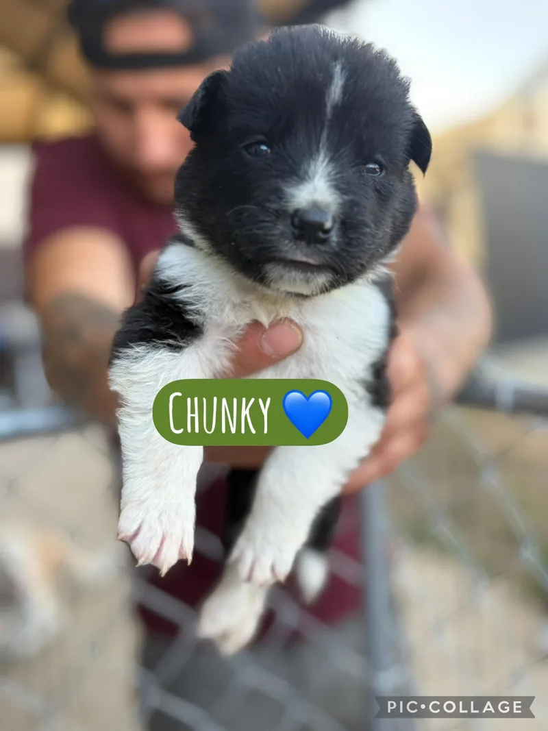 A baby medium-sized male Akita dog named Chunky for adoption in Lodi, CA